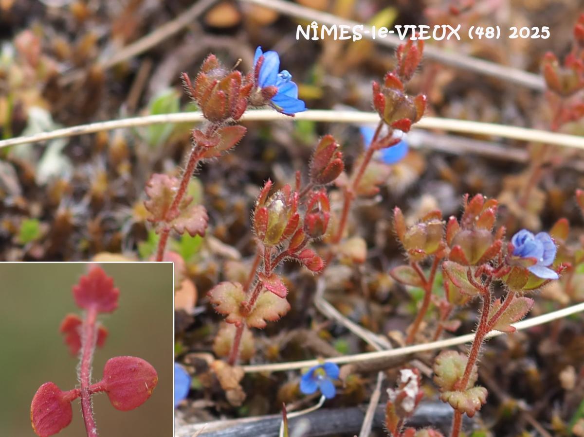 Speedwell, Early Field leaf